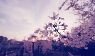 樱花最浪漫的一句话 樱花最浪漫的一句话